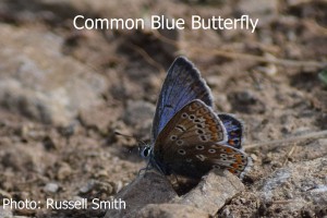 Common-Blue