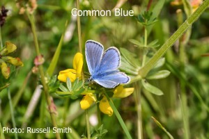Common-Blue2