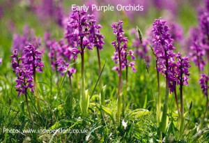 Early-Purple-Orchid1a