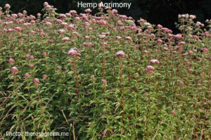 Hemp-Agrimony-Bryn-Euryn