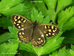 Speckled-Wood1a