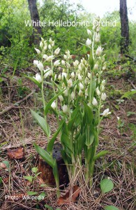 White-Helleborine-Orchid
