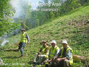 Ash_Sapling_Clearance