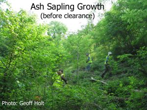 Ash_sapling_growth