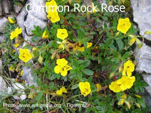 Common-Rock-Rose