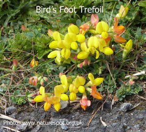 Common-birds-foot-trefoil
