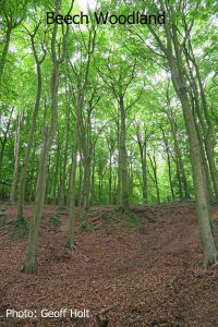 IMG_2580-Beech-Woodland