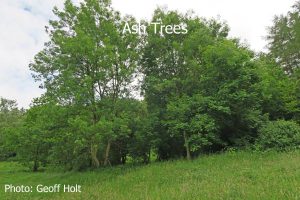 IMG_2585-Ash-Trees