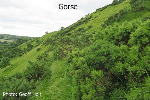 IMG_2599-Gorse