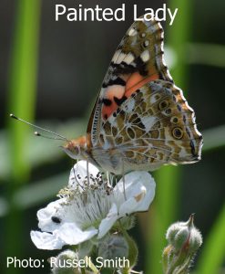 Painted-Lady_DSC_0901