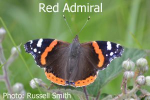 Red-Admiral_DSC_0786
