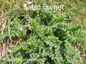 Salad-burnet