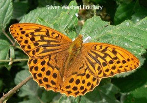Silver-Washed-Fritillary1