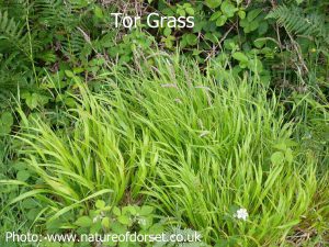 Tor-grass