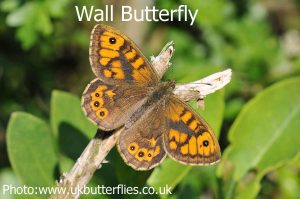 Wall-Butterfly