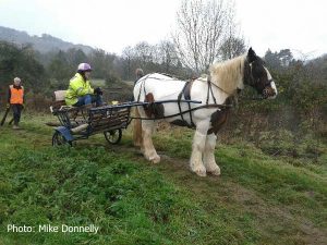 20161127_100924_horse