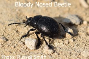 Bloody-Nosed-Beetle-DSC_0038
