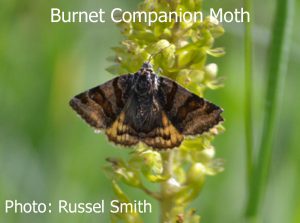 Burnet-Companion-Moth-DSC_0655