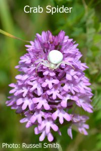 Crab-Spider-DSC_1036
