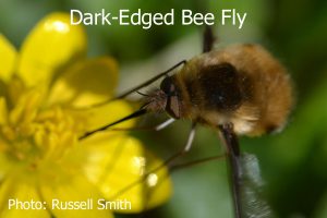 Dark-Edged-Bee-Fly-DSC_0035