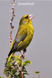 Greenfinch1
