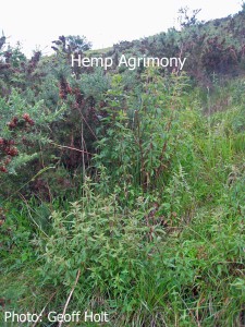 Hemp-Agrimony