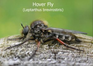 Hover-Fly