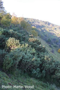 IMG_2339a