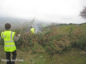 IMG_8353-gorse