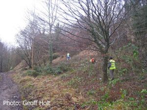 img_8355-ash-saplings