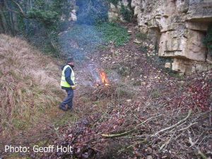 img_8356-ash-saplings
