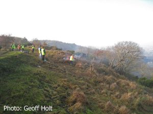 img_8360-gorse