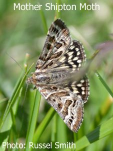 Mother-Shipton-Moth-DSC_0662