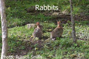 Rabbits_DSC_0012