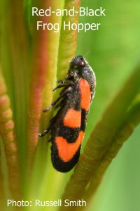Red-and-Black-Frog-Hopper-DSC_0661