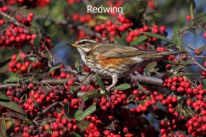 Redwing1