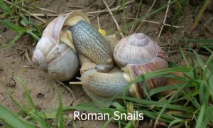 Roman-Snails1
