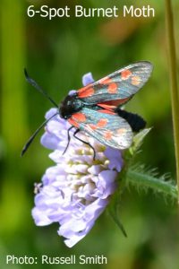Six-Spot-Burnet-Moth-DSC_0033
