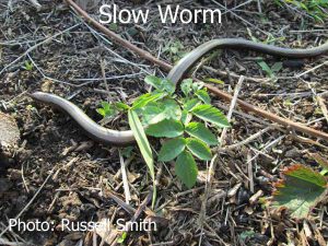 Slow-Worm-076