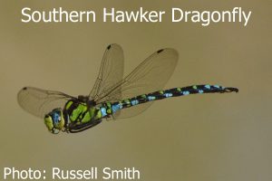 Southern-Hawker-Dragonfly-DSC_1430