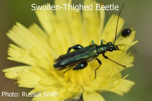 Swollen-Thighed-Beetle-DSC_0657