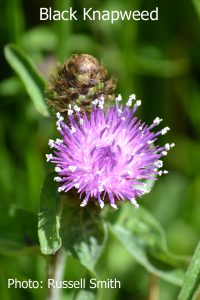Black-Knapweed-DSC_0020
