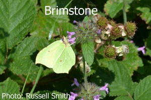 Brimstone_DSC_1219