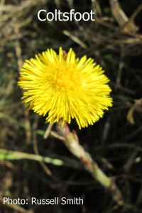 Coltsfoot-can12114-013