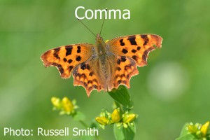 Comma_DSC_1150