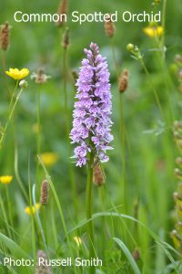 Common-Spotted-Orchid_DSC_0654