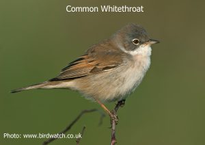 Common-Whitethroat