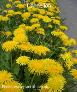dandelion