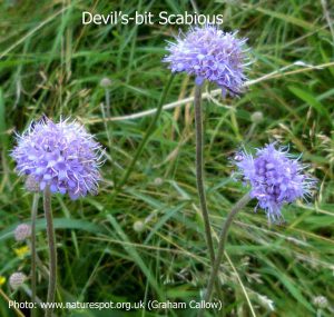 Devil's-bit-Scabious