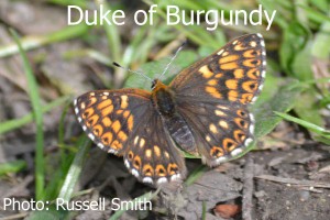 Duke-of-Burgundy_DSC_0487
